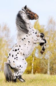 Friesian-Appaloosa