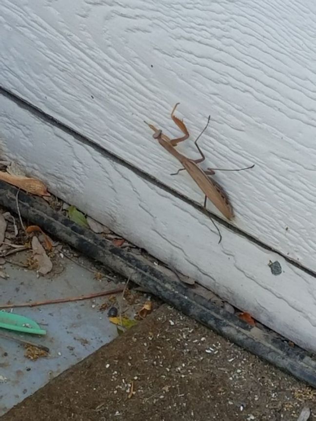 17 Anonymous 19 November 2017