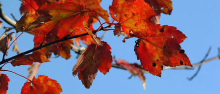 natuur_herfstbladeren