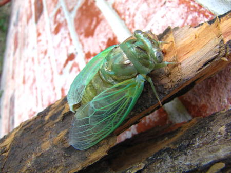 haijin learns haiku_2