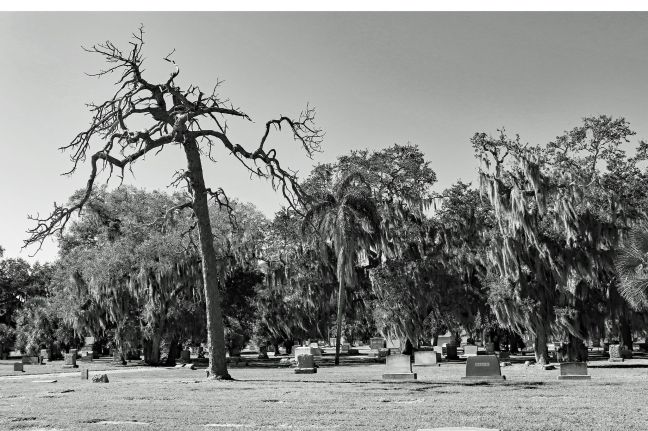 46640310_280819612573252_6969305910661349376_n