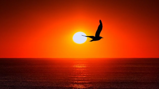 cropped-bird_silhouette_sun_sea.jpg