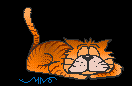Gato