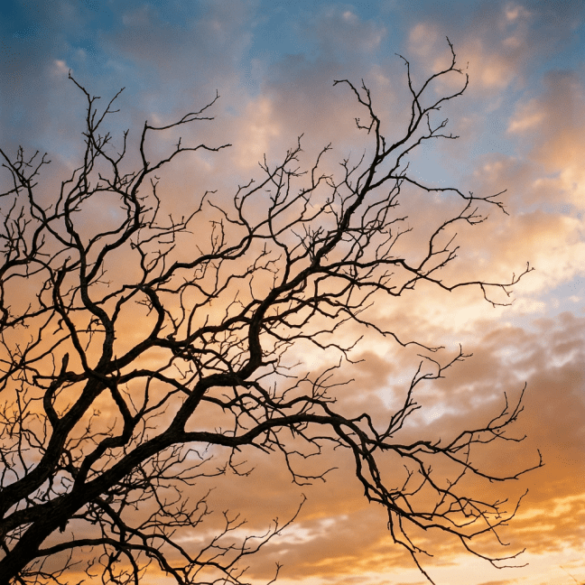 Bare tree branches silhouetted against an orange and blue sunset sky